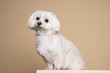 Cute white puppy posing in studio - Maltese dog