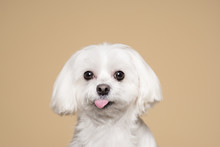 Cute White Puppy Posing In Studio - Maltese Dog