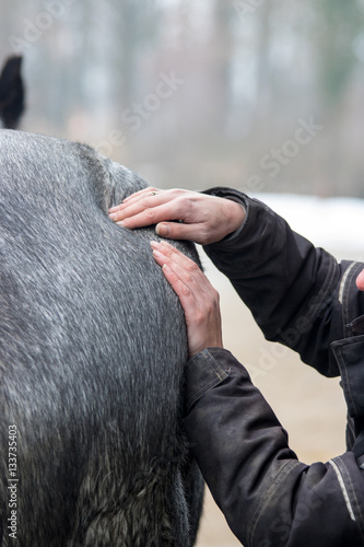 Fotografía horse, equine physical,osteopathy therapy