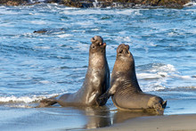 Two Male Bull Elephant Seals Fighting On The Beach In Central California. The Bulls Engage In Fights Of Supremacy To Determine Who Will Get To Mate With The Females.