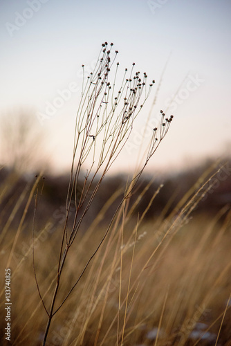 closeup of dried wildflower seeds and prairie grass blowing in wind at sundow...