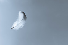 Feather Floating In The Sky. Peace, Relaxation And Dream Concept. 