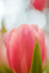 Wall Mural - Pink tulips in garden