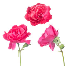 Three Solated Bright Pink Roses