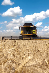 Combine harvests wheat on a field in sunny summer day