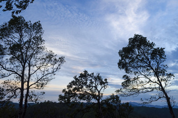 the nature tree sunset