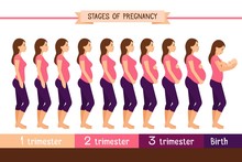 Pregnancy Stages Flat Vector Illustration. Pregnant Woman And Birth Newborn Trimester Infographics