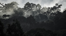 Black And White Of Tropical Forest, Khao Yai National Park, Thailand