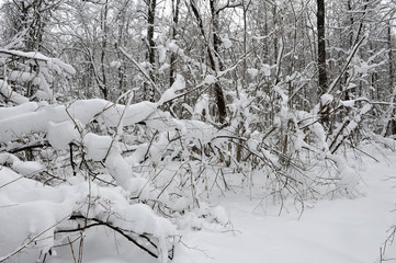 Wall Mural - Winter fairy tale in the forest.