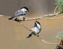 Two Black-Capped Chickadees Arguing