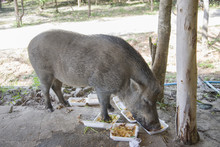 Young Wild Boar Eating Human Food.