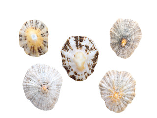 Wall Mural - Seashells isolated on the white background