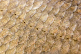 Fototapeta  - Scales and lateral line of bream