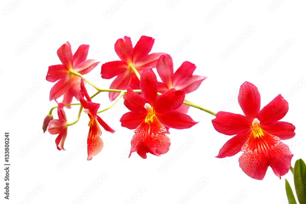 Czerwona orchidea - obrazy, fototapety, plakaty 