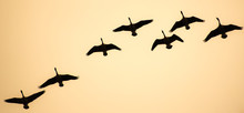 Soaring Canadian Geese