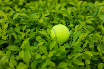 Wall Mural - Tennis ball on green leaf background