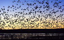 Flock Of Snow Geese Flying Over Pond At Sunrise