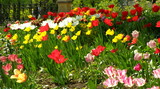 Fototapeta Tulipany - Tulipany w ogrodzie