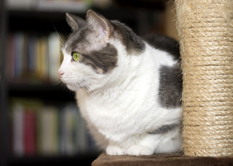 European white and gray cat posing on the scratching post