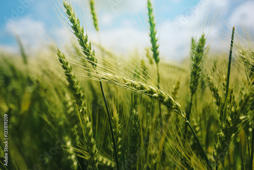 Cuadros en Lienzo Green wheat ears in field