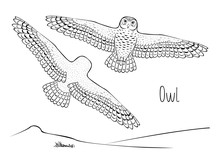 Black Graphic Line Drawing Of A Flying Night Owl Predator, Front And Back Views. Wide-open Wings In Flight Are Shown In Detail In The Isolated Vector.