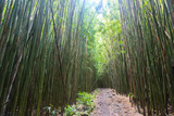 Fototapeta Sypialnia - Hawaii, Bambus, Bambuswald, USA, Insel, Sonne, Wald, Weg, Pfad, Jungle