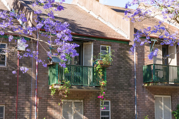 Sticker - Blooming jacaranda tree with generic house on the background