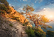 Tree on the mountain at sunrise. Colorful landscape with old tree, sea, trail, rocks and sunny sky with clouds. Summer forest in the morning. Travel in Crimea. Nature background