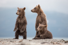 Little Cubs Waiting For His Mother Bear