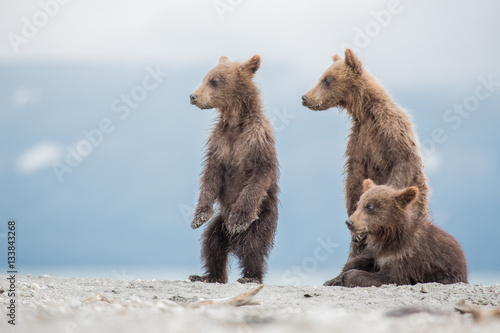 Little cubs waiting for his mother bear Tableau sur Toile