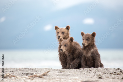 Little cubs waiting for his mother bear Poster Mural XXL