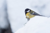 Fototapeta Zwierzęta - Kohlmeise in einer verschneiten Landschaft im Winter