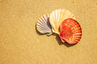 © Alena Yakusheva - Sea shells on sandy beach background with copy space. Top view