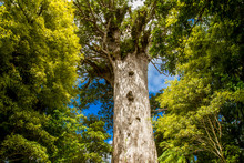 Kauri Trees At The North Island Of New Zealand