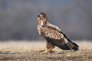 White tailed Eagle (Haliaeetus albicilla)