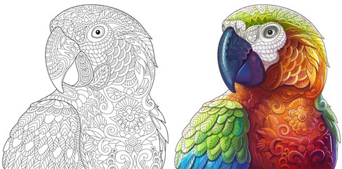 Collection of two stylized macaw (ara) parrots. Monochrome and colored versions. Freehand sketch for adult anti stress coloring book page with doodle and zentangle elements.