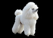 White poodle stand isolated on black background