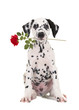 Cute black and white sitting dalmatian puppy dog facing the camera with a red rose in his mouth isolated on a white background