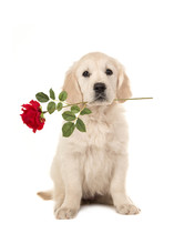 Cute Blond Golden Retriever Puppy Sitting And Facing The Camera With A Red Rose In Her Mouth Isolated On A White Background