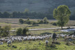 The shepherd & his sheep, Albania
