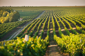  Grape field