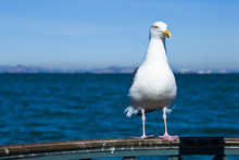 Seagull Posing In Handrail With Blue Sea Background