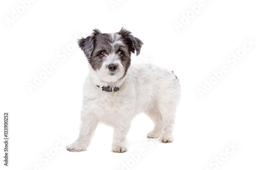Small White And Grey Haired Dog Buy This Stock Photo And Explore
