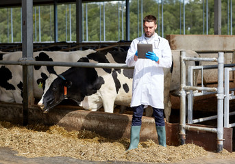 Canvas Print - veterinarian with tablet pc and cows on dairy farm