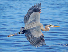 Great Blue Heron Flying Over The Ocean