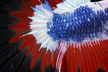 Wall Mural - close up of colorful texture tail and fin fighting fish