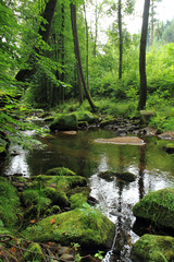 Wall Mural - river in the green spring forest