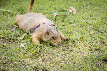 portrait prairie dog pet