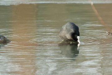 Wall Mural - Foulque macroule (fulica atra)