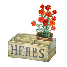 Flower Pot With Marigolds In An Old Wooden Crate Garden. Hand Drawn Watercolor Painting On White Background.